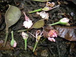 Image result for Tessmannia anomala