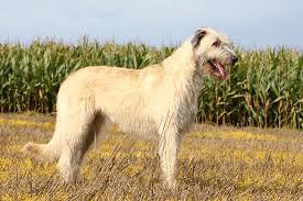 irish wolfhound dog breed information