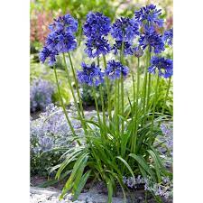 Agapanthus Plant Blue Thunder Dobies