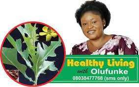 It is sometimes called 'obiarakara' in igbo language and 'awolowo' or akintola leaf in yoruba language. Nigeria S Medicinal Plants Chromolaena Odorata Ewe Akintola Punch Newspapers