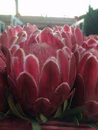 Venus Protea Flowers Floral Art Calla Lily
