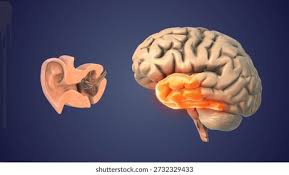 Image result for Temporal Lobe