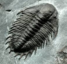 Image result for Dolichos trilobus