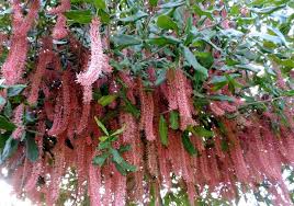 Maybe you would like to learn more about one of these? Pinkalicious Macadamia Tree Grows Well In Willunga A Fruit Tree Colourful Flowers Strong S Flowering Trees Australian Wildflowers Australian Native Plants