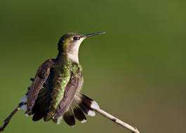 Some migrate between their breeding and wintering grounds by flying across the gulf of mexico while others follow. Hinterland Who S Who Ruby Throated Hummingbird