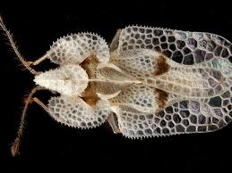 Because it is not easy to spot them, aphids sap all the nutrients from a marijuana plant, leaving it to wilt and die. How To Control Lace Bugs In The Flower Garden