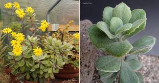 Image result for Caputia