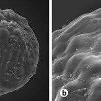 Image result for Ancistrorhynchus clandestinus