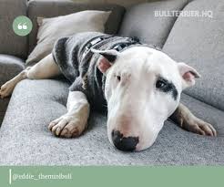 They have a tendency to think they are a big dog, and will take on confrontations with larger breeds. Miniature Bull Terrier Why Should You Consider A Mini Bull Terrier 16 Photos Bull Terrier Hq