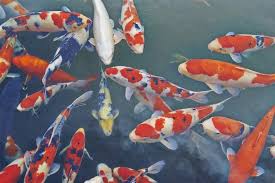 Download and use 10,000+ fishing stock photos for free. What Do Koi Fish Symbolize Lovetoknow