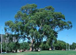 Image result for Eucalyptus citriodora