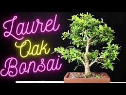 Image result for Ficus laurifolia