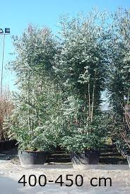 Eucalyptus Gunnii Eucalyptus Grosser Strauch Der Bis Zu 7m Hoch Werden Kann Mit Dem Typisch Aromatischen Duft Und Ge Pflanzen Heckenpflanzen Gartenpflanzen