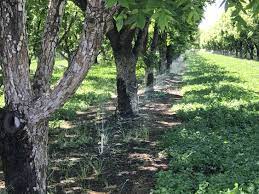 Pecan nut trees varieties for sale include dwarf pecan trees the popular northern type trees, stuart and the missouri hardy pecan. New Study Reveals The Big Contribution Tree Nuts Make In Arizona