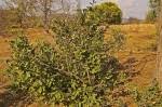 Image result for Boscia mossambicensis
