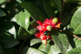 Image result for Ochna ovata