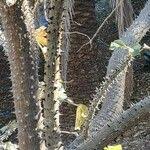 Image result for Erythrina madagascariensis