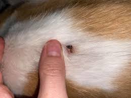 They may have the appearance of flat flaps that don't look as if they are well attached to the rest of the skin. I Need To Know If My Cat Has A Skin Tag On His Back If It S Something Worse Or If It Is No Big Deal It Currently Has A Scab On Part