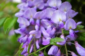 Check spelling or type a new query. When Blooms Are Bad Wisteria Is Lovely And Invasive Gainesville Times