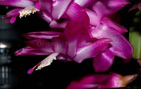 The other ones are lush and green. Schlumbergera