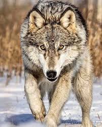 یگانه شکارچی صبر استعجله نکن Worldofwolves Wolves Naturephotographly Lionking Night Wildlife War Huscky In 2020 Wolf Dog Animals Beautiful Wolf Pictures