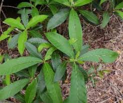 Image result for Alstonia boonei