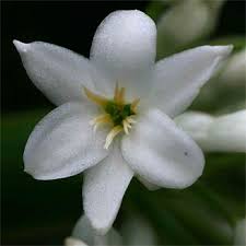 Image result for Cryptostephanus