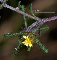 Image result for Sigesbeckia