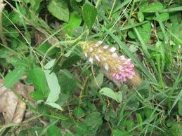 Image result for Uraria