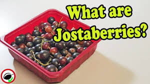Image result for jostaberry