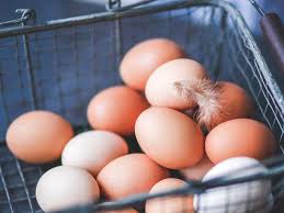 Untuk menghasilkan telur ayam kampung siap tetas, maka kita bisa mendapatkan dari indukan dan pejantan ayam kampung super melalui beberapa seleksi. Bocah Ini Coba Menetaskan Telur Dari Supermarket Hasilnya Mengejutkan Citizen6 Liputan6 Com