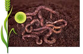 Ferme Eugenia Vers A Compost