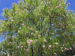 All willow trees need to be planted in wet or moist soil. Plants For Dallas Your Source For The Best Landscape Plant Information For The Dallas Ft Worth Metroplex Desert Willow
