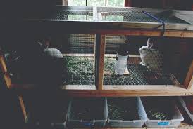 However, i cannot find a tougher, quicker breeding and easier composting worm to. The Basics Of Vermicomposting Oklahoma State University