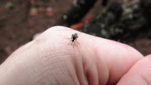 A puffy and reddish bump appearing a few minutes after the bite. How To Get Rid Of Mosquito Bite Itch Information News