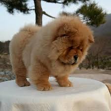 Der Bar Bar Der Fluffy Dogs Fluffy Animals Cute Baby Animals