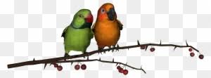 We did not find results for: Gambar Burung Love Bird Love Bird Png Hd Free Transparent Png Clipart Images Download