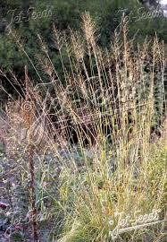 Image result for Chrysopogon