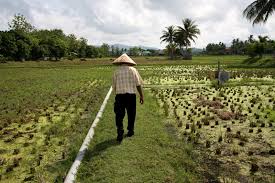 Locally the place is known as beras terbakar which means field of burnt rice. Visit The Rice Museum Langkawi Laman Padi Langkawi Instead On Cenang Beach Backpacking Who Says No Money Cannot Have Fun