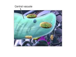 We did not find results for: Bioflix Animations Tour Of A Plant Cell Slide Show Ppt Download