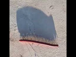 Roll Up To The Club Like What Up Millipede Stampede Youtube