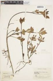 Image result for Pavonia clathrata