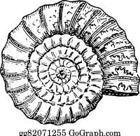 Download 73 royalty free ammonite fossil vector images. Ammonite Clip Art Royalty Free Gograph