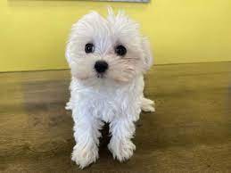 See maltese pictures, explore breed traits and characteristics. Westchester Puppies Maltese Puppies