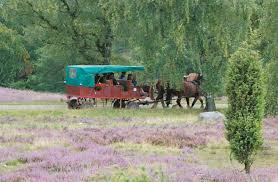 Der weitwanderweg heidschnuckenweg führt von hamburg bis nach celle der heidschnuckenweg gilt als einer der schönsten wanderwege norddeutschlands. Luneburger Heide Wenn Die Heide Bluht Reiseburo Bustouristik Losch