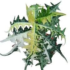 Image result for Acanthus montanus