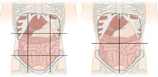 Anatomy of peritoneum and mesentery. Quadrants And Regions Of Abdomen Wikipedia