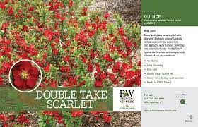 The double take scarlet quince is an upright, rounded deciduous shrub with many branches, forming a dense mound about 6 feet tall and wide, and growing even taller in time if it isn't pruned. Chaenomeles Double Take Scarlet Quince 11x7 Variety Benchcard Proven Winners