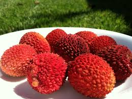 Spruce trees have sharp spiky round needles and fir trees have flat soft needle leaves. Lychee Homeyeats