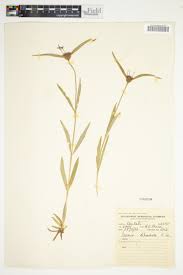 Image result for Vangueria randii